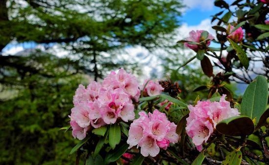 世界的香格里拉 杜鹃花花叶叶正含芳