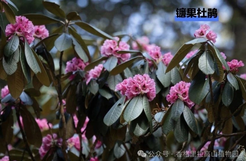 世界的香格里拉：5-9月观花线路产品重磅发布