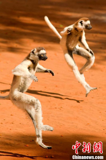 马达加斯加狐猴练武 状如黄飞鸿气势十足