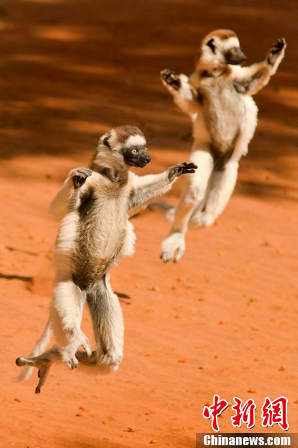 马达加斯加狐猴练武 状如黄飞鸿气势十足