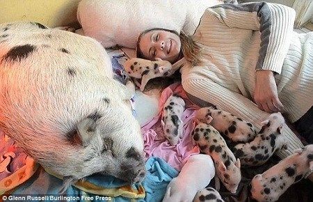 英国艾塞克斯郡一名女子在家中养了大小共40头猪，遭到邻居投诉。