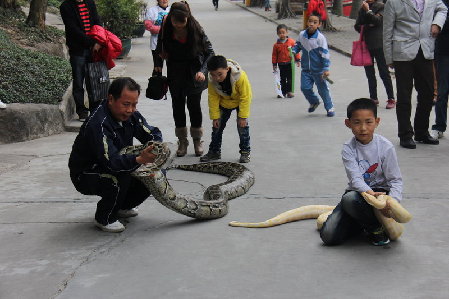 2013年1月12日，东莞，遛狗遛猫大家见得多，一对父子喜欢遛蛇，而且遛的是大蟒蛇。