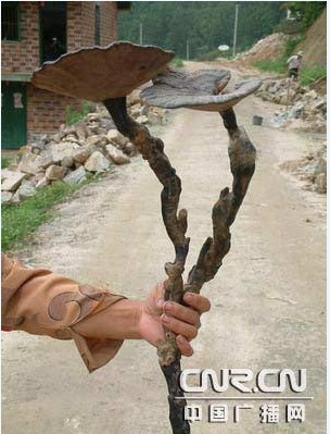 搞笑图片:江西发现罕见“野生灵芝王” 高达90厘米