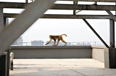 猕猴闯入北京一居民区内 见保安制服就跑(图)
