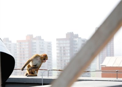 猕猴闯入北京一居民区内 见保安制服就跑(图)