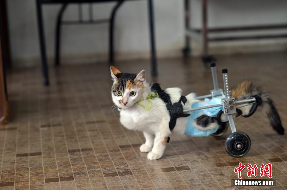“猫坚强”后肢瘫痪 装滑轮重新学走路