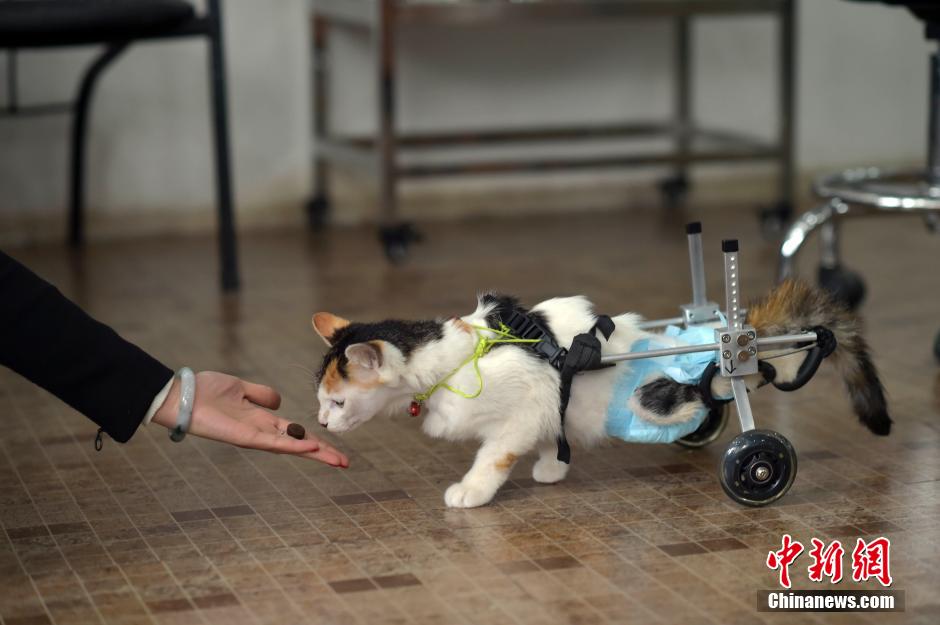 “猫坚强”后肢瘫痪 装滑轮重新学走路
