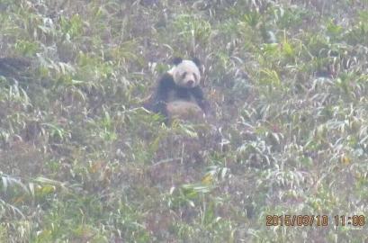 雅安牛背山发现野生大熊猫 网友点赞：萌翻了