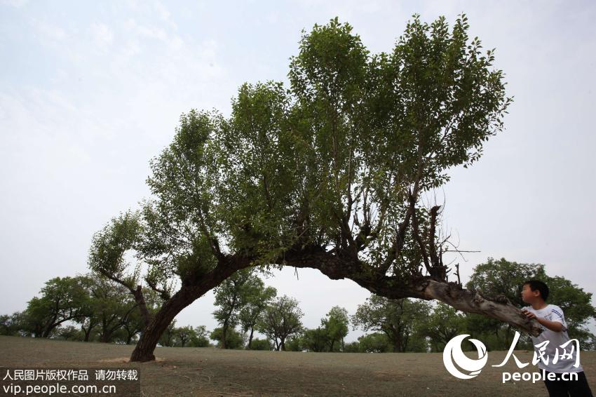 河北张家口现“树坚强” 独木“撑”林