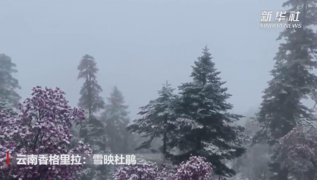 雪域杜鹃