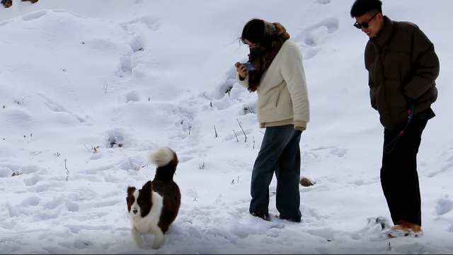 香格里拉旅游热:游客感受春雪浪漫