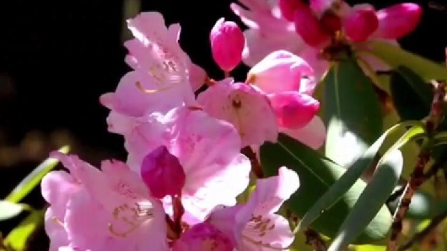 【立夏节气】香格里拉的杜鹃花开得更艳了