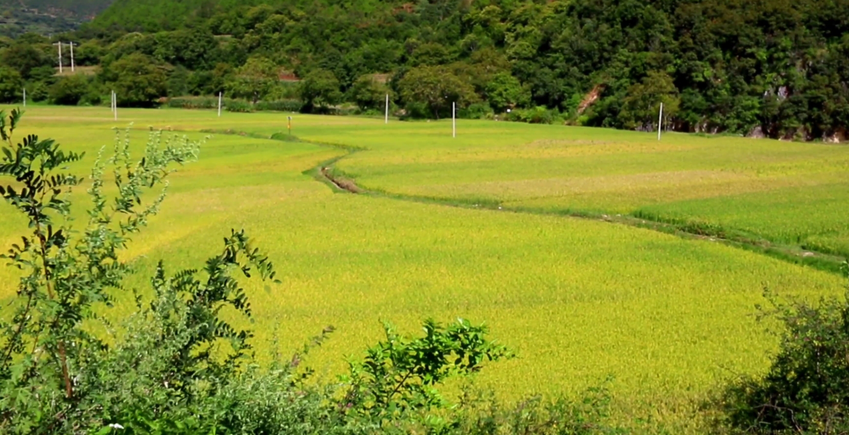 维西塔城稻田丰收在望