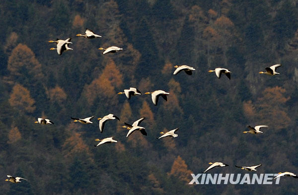 11月5日，一群斑头雁从纳帕海边的山林上空飞过。 近年来，云南香格里拉县藏语意为“森林旁边的湖”的纳帕海，成为黑颈鹤、斑头雁、黄鸭等鸟类的越冬乐园，每年有数万只候鸟来此越冬。 新华社记者邹峥摄 