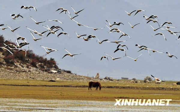 11月5日，大批斑头雁在纳帕海上空飞舞。 近年来，云南香格里拉县藏语意为“森林旁边的湖”的纳帕海，成为黑颈鹤、斑头雁、黄鸭等鸟类的越冬乐园，每年有数万只候鸟来此越冬。 新华社记者邹峥摄 