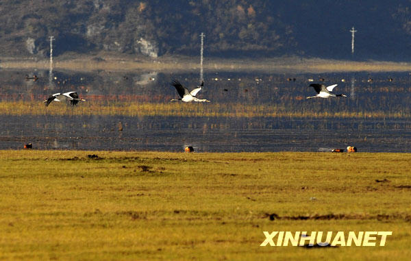 11月5日，几只候鸟在纳帕海上空飞翔。 近年来，云南香格里拉县藏语意为“森林旁边的湖”的纳帕海，成为黑颈鹤、斑头雁、黄鸭等鸟类的越冬乐园，每年有数万只候鸟来此越冬。 新华社记者邹峥摄 
