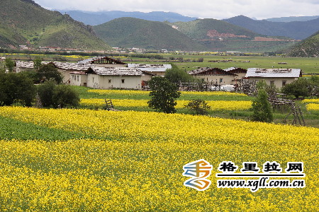 香格里拉风景独好