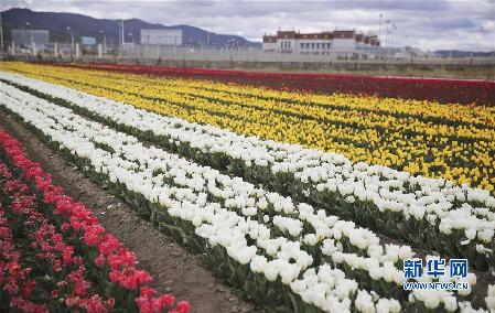 云南省香格里拉县纳帕草原盛开的郁金香与藏族风格的建筑交相辉映（5月13日摄）。新华社发（梁志强 摄）
