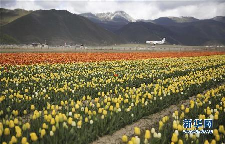 5月13日，在云南省香格里拉县的纳帕草原上，一架飞机在盛开的郁金香旁降落。新华社发（梁志强 摄）