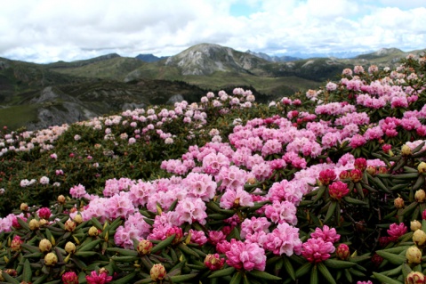 香格里拉杜鹃花海