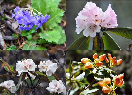 千湖山花开正红时