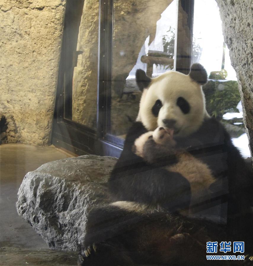（国际）（4）首只在比利时出生的熊猫宝宝取名“天宝”
