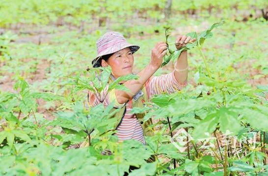 [喜迎党代会]云南：保护生态环境 践行绿色发展