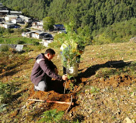 洛吉乡尼汝村植树造林迎十九大
