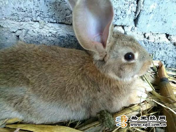罗瞬君:野生养殖念活致富经