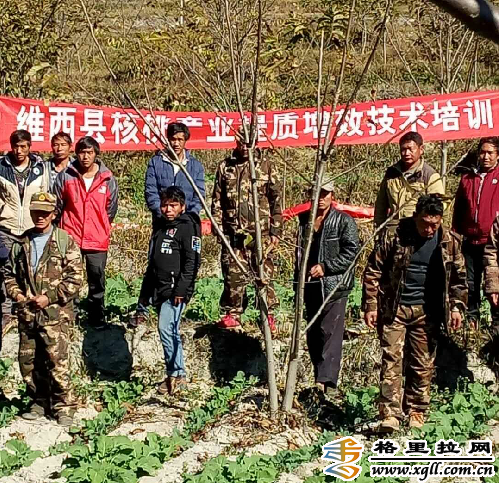 叶枝镇开展林业产业技术暨核桃提质增效技术培训会