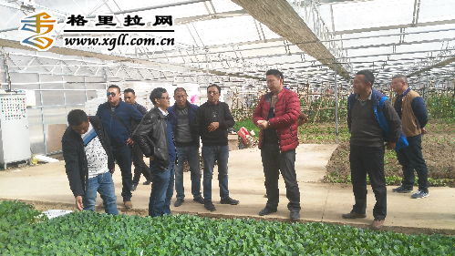 科技厅组织专家调研香格里拉蔬菜产业发展