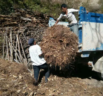 维西农家忙收集干树叶垫畜圈