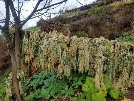 腊八山建设小菜园工程