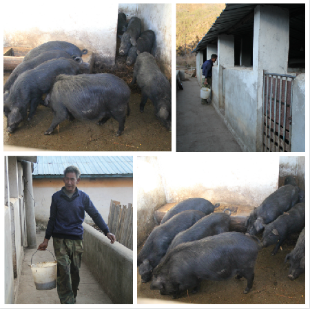 五境村民香龙发展藏香猪养殖