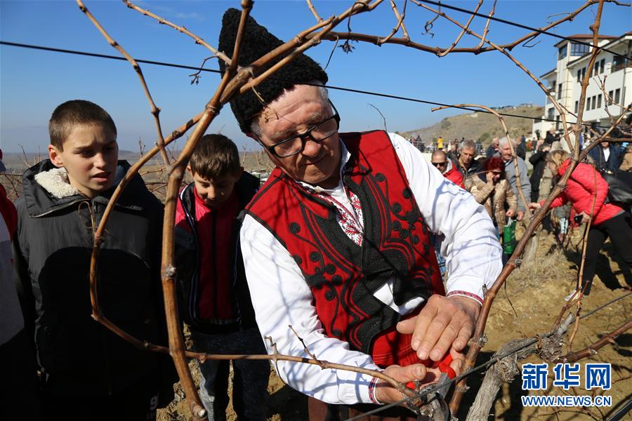 （XHDW）（1）保加利亚小镇欢庆葡萄剪枝节