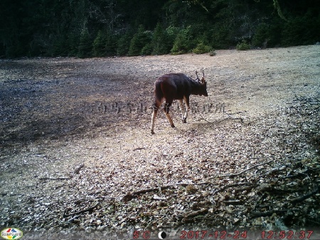白马雪山保护区首次在野外捕捉到水鹿身影