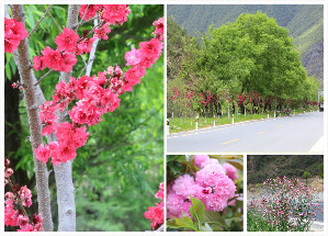 尼塔公路成“鲜花走廊”