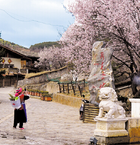 龟山公园一位藏族妇女用手机拍下盛开的桃花