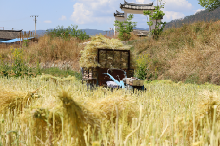 新仁村抢收油菜