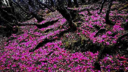 五一来维西看花，采集山珍吗？