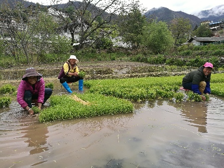 立夏时节农事忙