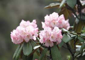 白马雪山花烂漫