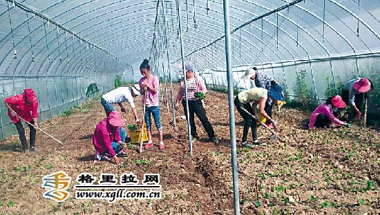 保和永春农户移植威戴尔冰葡萄种苗