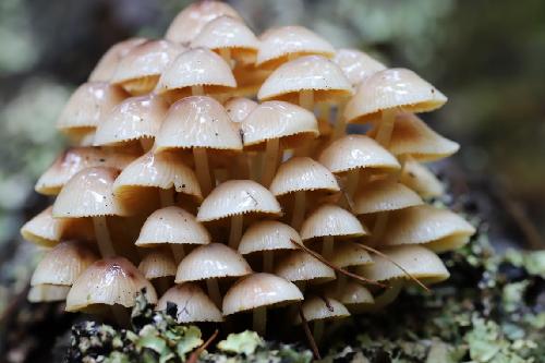 白马雪山自然保护区野生菌类资源调查有序推进