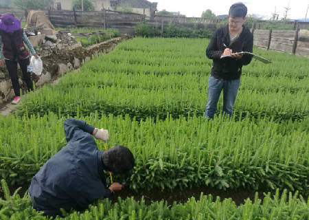 市林业局种苗站到雨季造林苗木产地检验苗木质量