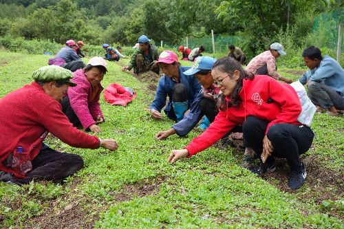 迪庆州委党校老师教授群众种植中药材技巧