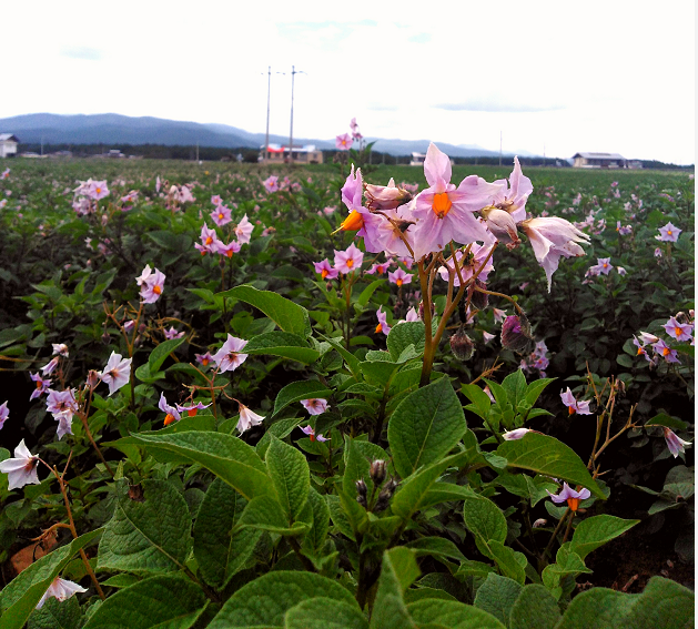 记王茂林的香格里拉本土薯种品牌梦