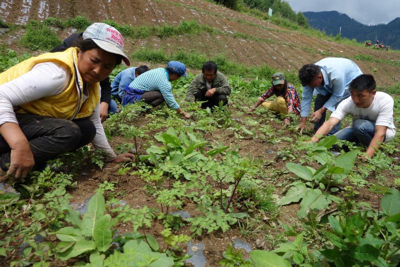 维西县：以订单种植推进产业脱贫