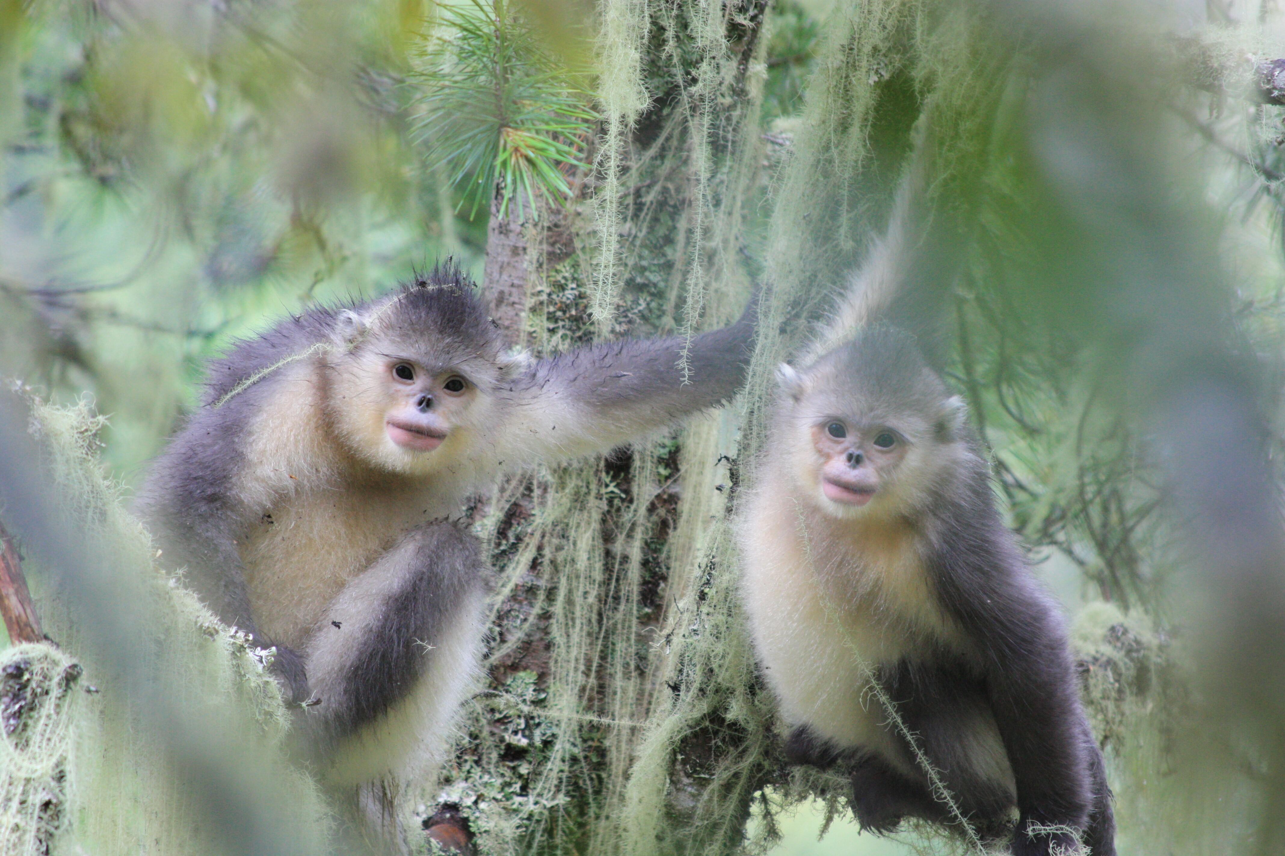 国庆期间，数千游客畅游香格里拉滇金丝猴国家公园