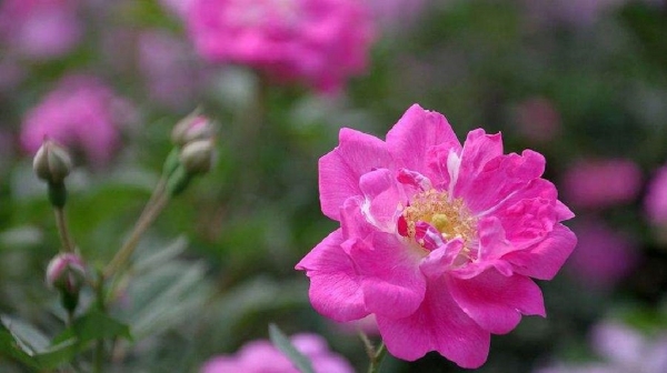 香格里拉市确定市花市树